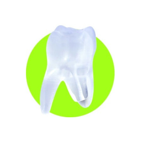 Ząb szkoleniowy 3623-101
