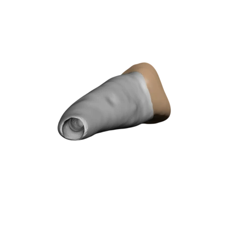 BIOMED 3D Tooth - Ząb Treningowy - Centralny siekacz 1,4 mm otwarty wierzchołek