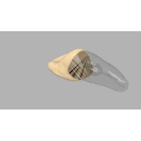BIOMED 3D Tooth - Ząb treningowy - 9 z resorpcją
