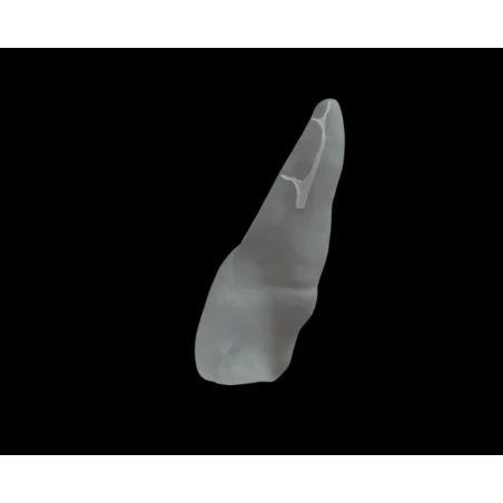 BIOMED 3D Tooth - Ząb treningowy - 9 Skalcyfikowany