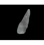 BIOMED 3D Tooth - Ząb treningowy - 9 Skalcyfikowany