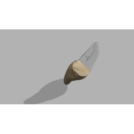 BIOMED 3D Tooth - Ząb treningowy - 9 Skalcyfikowany