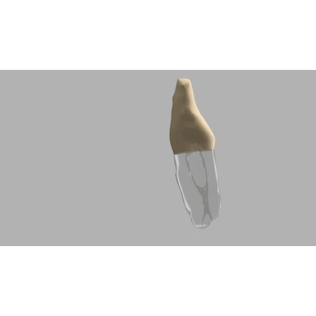 BIOMED 3D Tooth - Ząb treningowy - 25