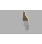 BIOMED 3D Tooth - Ząb treningowy - 25